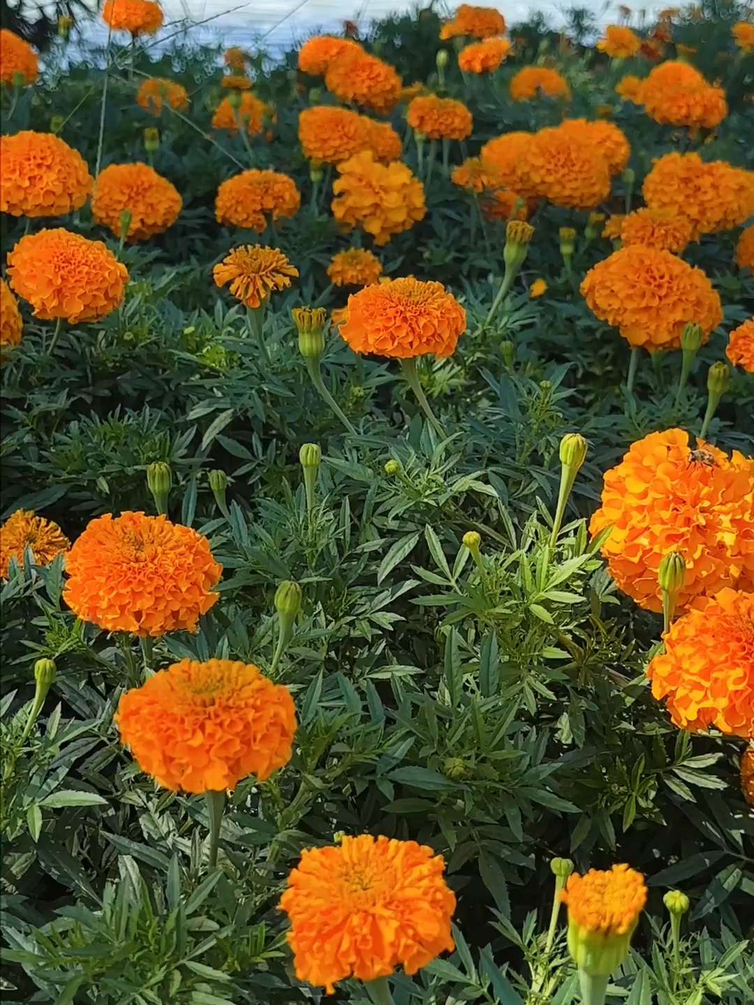 As the season shifts from summer to autumn, chrysanthemums start to take center stage, enchanting people in Beijing.