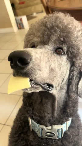 Just a little torture to start the day 😂 #poodle #DogTraining 