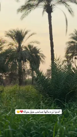 اخ يلمجامله💔😵‍💫#تصويري_احترافي_الاجواء👌🏻🕊😴 #طبيعه_خلابه🌴 #الحساب_الرسمي_على_تيك_توك #بخيل_المايصلي_ع_النبي #البصرةكربلاء__بغداد_الحبيبه_الناصريه 