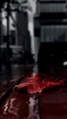 انا بدونك نسمه بريح#حسن_الاميري #  #CapCut #تصميم_فيديوهات🎶🎤🎬 #موالات_حزينة_عراقية💔 #مجرد_ذووقツ🖤🎼 