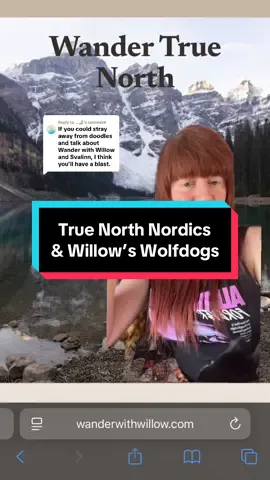 Replying to @...🤌🏼 You paid how much for a mutt? True north Nordic and willow’s wolfdogs edition.  I had previously avoided doing them as they have a massive, loyal fan base and that’s the kind of thing I don’t like dealing with but I’ve gotten so many requests for it so. I’m also pretty positive there’s an absolute ton of drama surrounding Courtney if you venture into some wolfdog groups #wolfdogs #adoptorshopresponsibly #mixedbreeddog #ethicalbreeding #dogbreeding  