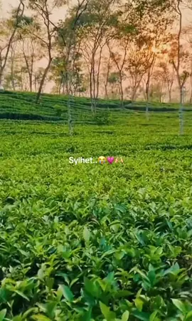 #trending #trendingvideo #tiktokviral #TikTokTrend #TikTokViral 