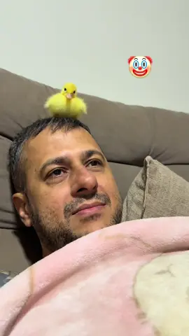 E não é que o “não tem lugar para criar ele” arrumou foi um lugar vip? 🤣🦆 Cabeça do papai virou o novo playground do Sacolinha! 😂