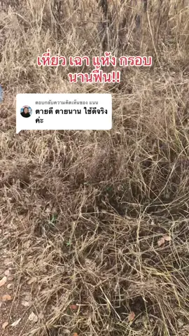ตอบกลับ @แนน เหี่ยว แห้ง กรอบ ทุกหญ้า #กลูโฟซิเนตแอมโมเนียม #ยาฆ่าหญ้า #สารกําจัดวัชพืช #เกษตรกร #tiktok 