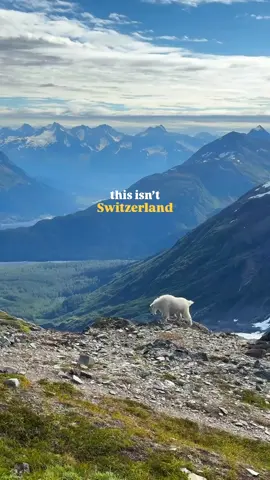 Top 20: Alaska bucket list 👇👇 ➡️Send this to someone you want to go to Alaska with! Are you ready to explore the last frontier?? Alaska literally has something for EVERYONE & we hope you can use this bucket list to plan your next trip to Alaska! It is truly the most unforgettable destination. 🌌See the Northern Lights dance in Fairbanks (late September to early April) 🚢Take a ferry from Whittier to Valdez across the stunning Prince William Sound 🥾Hike the Harding Icefield Trail in Kenai Fjords National Park 🚁Helicopter tour + glacier paddleboarding in Palmer 🧊Walk inside the surreal Mendenhall Ice Caves 🏔️Take a bus tour in Denali National Park 🚂Ride the Alaska Railroad through untouched wilderness 🐻Go bear viewing in Lake Clark National Park 🎣Visit the halibut capital of the world, Homer 🚐Road trip the epic Richardson Highway 🧗‍♂️Ice climb on Matanuska Glacier ✈️Take a bush plane to the Arctic Circle 🐋Go whale watching in Resurrection Bay 🥾Hike Portage Pass Trail ♨️Soak in Chena Hot Springs under the stars 🐾Go dog-sledding 🏔️Explore Wrangell-St. Elias: America’s largest national park 🛶Go on a kayak trip in the Prince William Sound 🦭Watch sea lions and bears feed on salmon at the Solomon Gulch Hatchery in Valdez ✈️Fly to Katmai National Park to see bears feed at Brooks Falls FoIIow for more epic adventure destinations and travel recommendations 💛 #bucketlist #travelguide #usatravel #alaska travel inspiration, bucket list experiences, beautiful destinations, what to do in alaska, travel couple