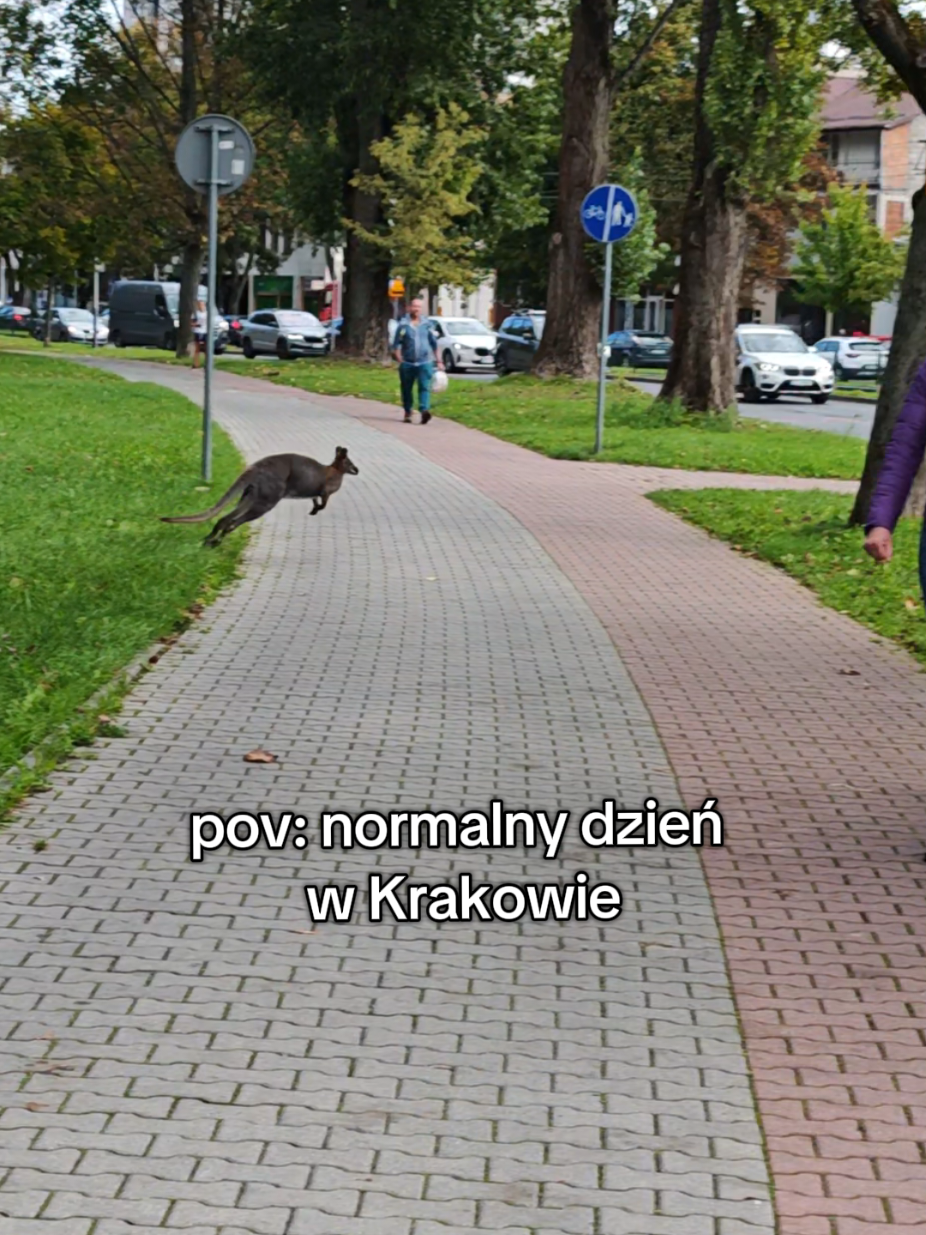 pov: normalny dzień w Krakowie 🦘 #krakow #poland #kangur #cracow 