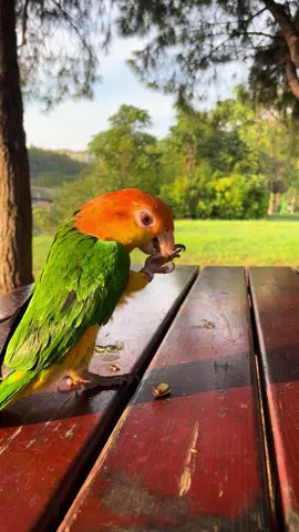#caique #fyp #xbcyza #bird #whitebellycaique 