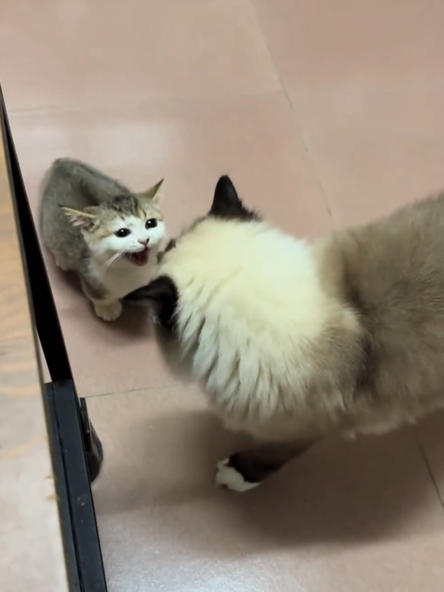 Fearless kitten #cat #catlover #catsoftiktok #pets #petslover #foru #fyp