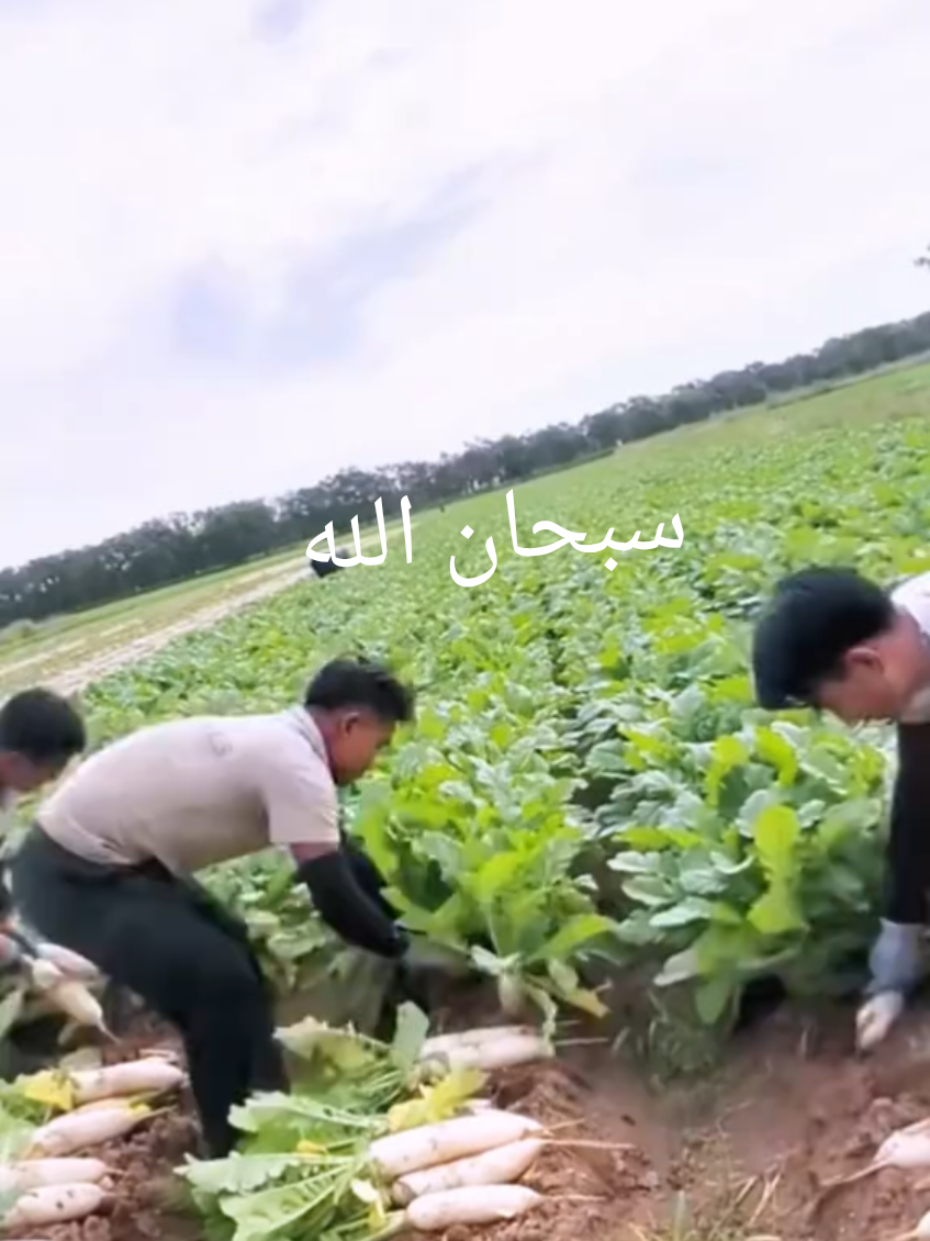 قران كريم .#لايكات #لايك #متابعه #قران_كريم #قران #اكسبلور #اكسبلورexplore #القران_الكريم_راحه_نفسية😍🕋 #quran #fyp #foryoupage #viral 