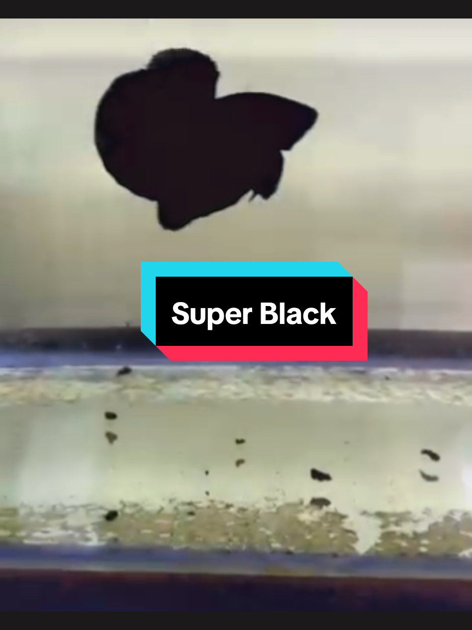 Super Black #bettafish #ikancupang #bettaworld #cupang #superblack 