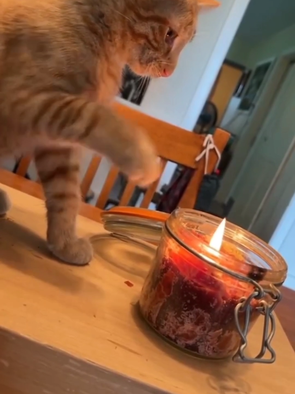 #cat #cute #catvideo #cutecat #funny 