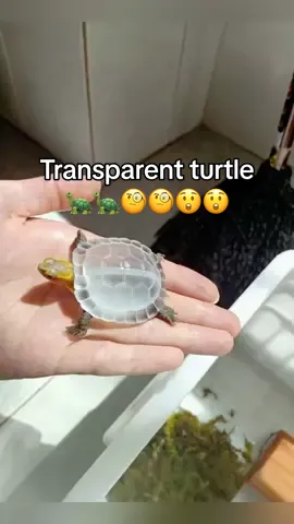 Transparent turtle🐢🐢🧐😲😲#turtle #🐢 #cute #pet #turtles #turtletok #reptile 