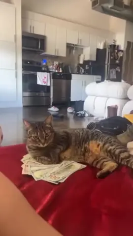 cat so much loves money’s💴 haha best funny shorts video😜😜😜😂😂😂🤣🤣🤣😛😛😛😝😝😝🐈🐈‍⬛😻😻… #funnycat #foryou #unitedstatesofamerica🇺🇸 #catsoftiktok #funnyvideos 