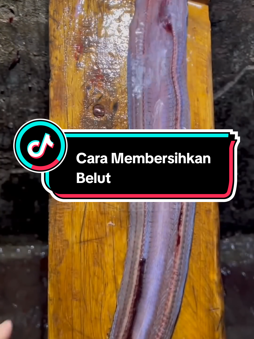 Tutorial Dan Cara Membersihkan Belut Yang Baik Dan Benar 😱#belutbabon #belutmonster #trending #mancingbelutsawah #mancingbelutmonster 