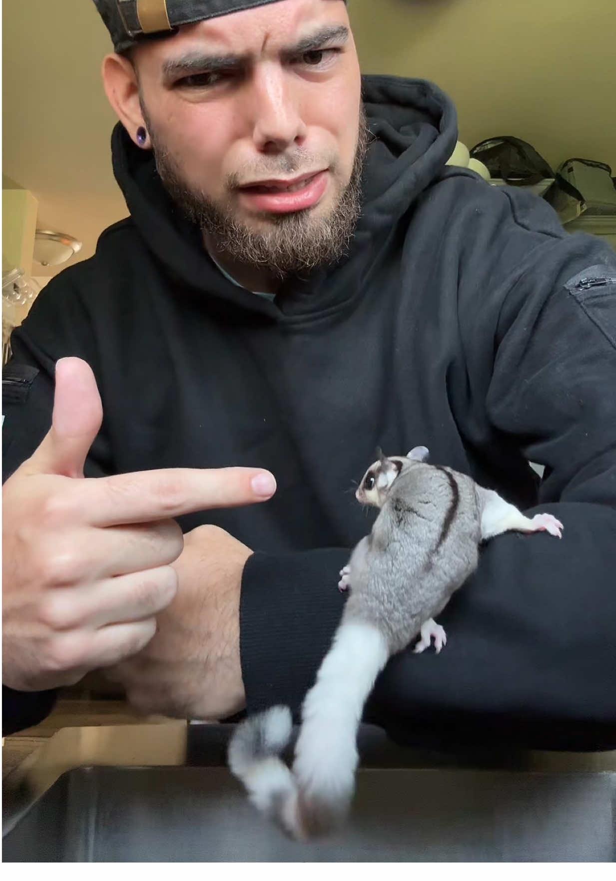 State? Hit the road duuuude #sugarglider  #animals  #sugargliders  #plainfieldexotics  #exoticpets 