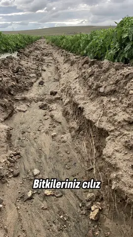 Newada Gübre ile Topraklarınızda Fark Yaratın! Daha güçlü kökler, daha canlı yapraklar ve yüksek verim için çiftçilerin tercihi: Newada Gübre  Verimi artırır, kaliteyi yükseltir, toprağı besler! Sağlam ürün, güçlü hasat için Newada yanınızda. #keşfet #tarım #keşfetteyizzz #bitki 