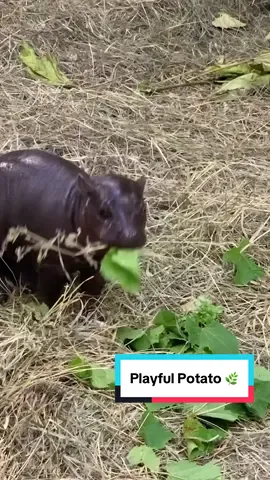 Update: our little spud has grown legs and is now a playful potato. 🦛🌿 #pygmyhippo #calf #potato #baby #johnballzoo