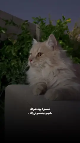شسوا بيه هواكَ 💔 .#ماجد_المهندس #تصويري_احترافي_الاجواء👌🏻🕊😴 #قطط #عباراتكم_الفخمه📿📌 #اقتباسات #عبارات #اكسبلور #cat #تصويري📸 #fyppppppppppppppppppppppp #الانبار_موصل_بغداد_اربيل_كل_المحافظات 