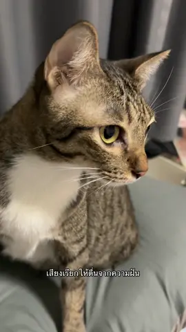 เกมเชือกแมวที่เธอรัก5555 #มาตังแมวถุงเท้า #catsoftiktok #cats #fyp #แมว 