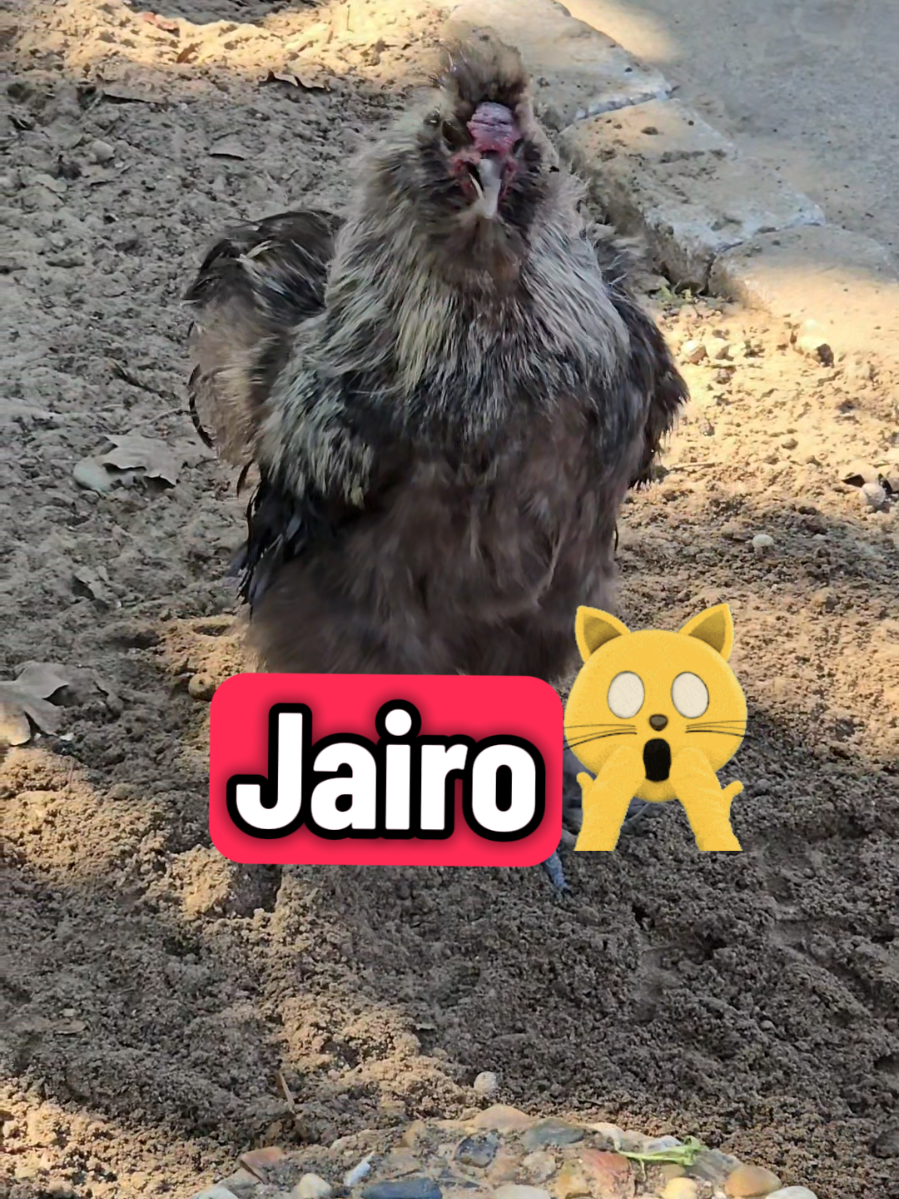Respuesta a @fr___gt.502¿HANDSOME WHERE ARE YOU 😎JAIRO? LLAMANDO A JAIRO🤭🤭#jairo #rooster #lachicapoderosa💞 #chicken #fyp 