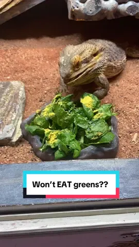 Dragon won’t eat greens? Try be pollen! A small bag lasts forever… #FYP #beardie ##beardiesoftiktok##beardeddragonsoftiktok##bwardeddragon 