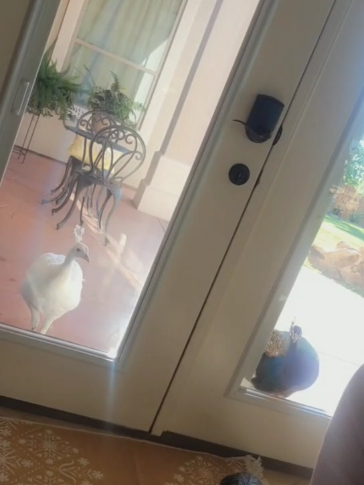 cuando tienes ese presentimiento que alguien te vigila es porque alguien te vigila #pavoreal 🤍🤍💙