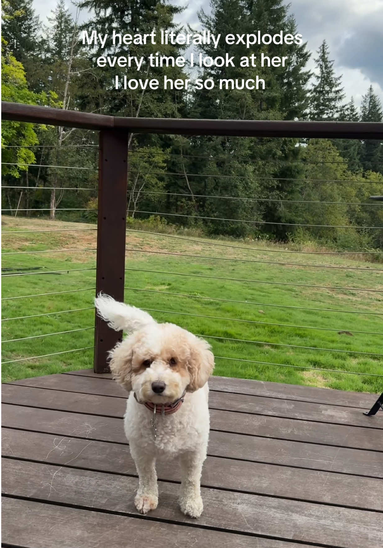 my 🥝 #cockapoo #cockapoosoftiktoks 