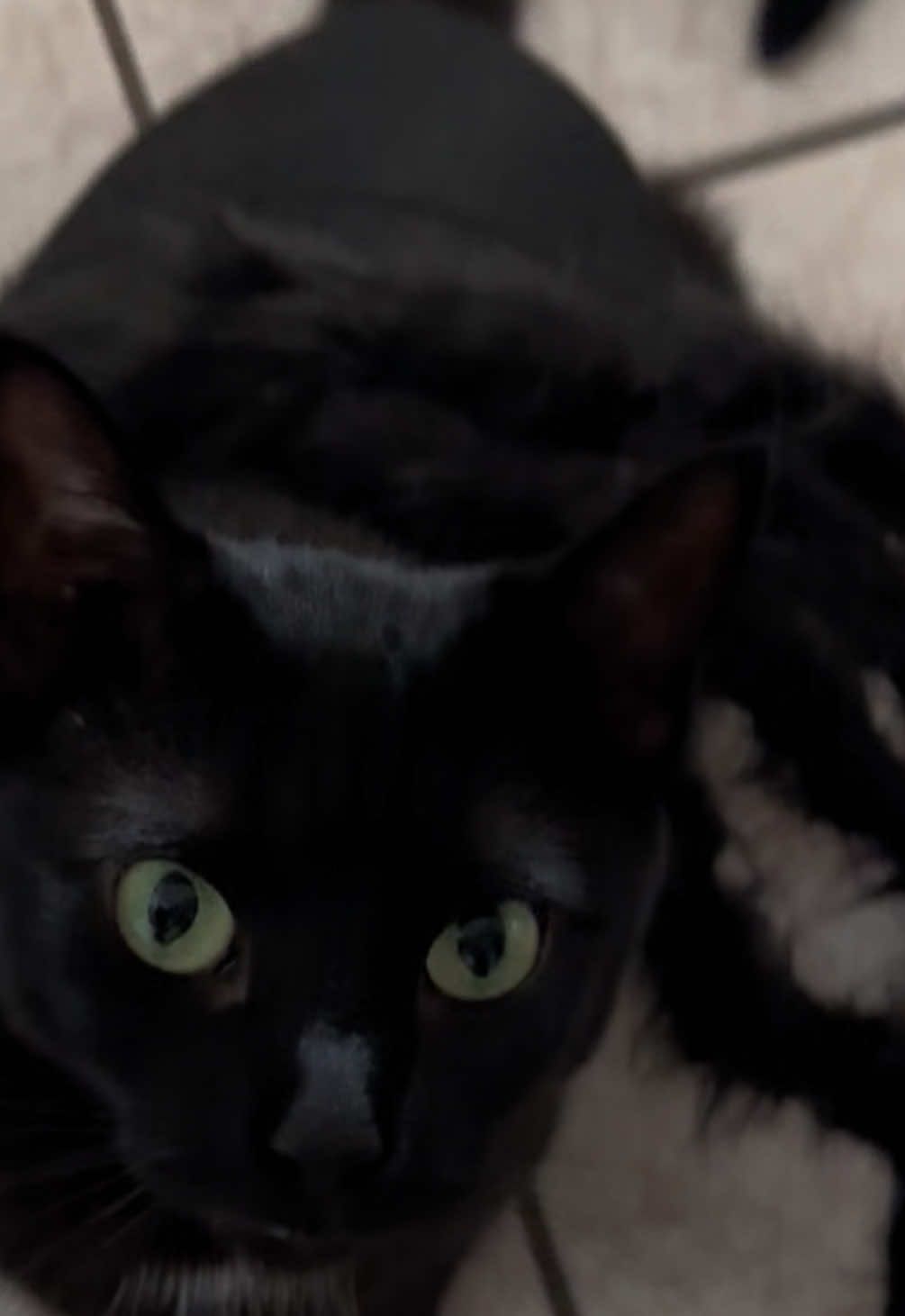 Replying to @petrosstef69 εσείς έχετε ξανά δει με 12 πόδια?