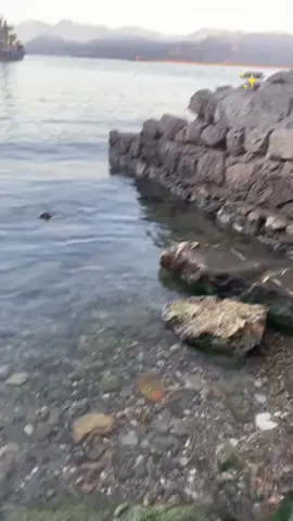 #fyppppppppppppppppppppppppppppp# الحمد الله ❤️