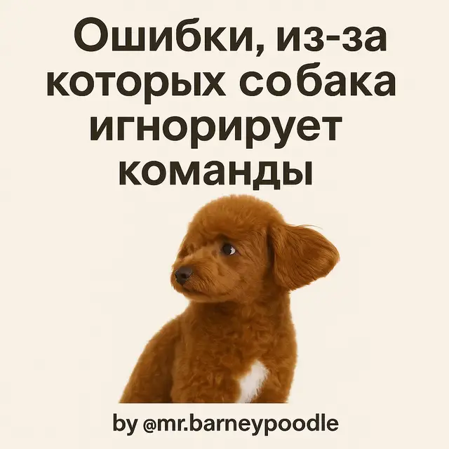 Очень часто дело не в «упрямом характере» питомца, а в ошибках хозяина. Вот ТОП-5 самых частых: ❌ непоследовательность ❌ слишком длинные команды ❌ отсутствие мотивации ❌ крик и наказания ❌ поздняя похвала или наказание ✅ Исправьте их — и вы удивитесь, как быстро собака начнёт слушаться! 👉 А какие ошибки узнаёте за собой?  #dogsofinstagram #poodlelove #doglover #doglife 