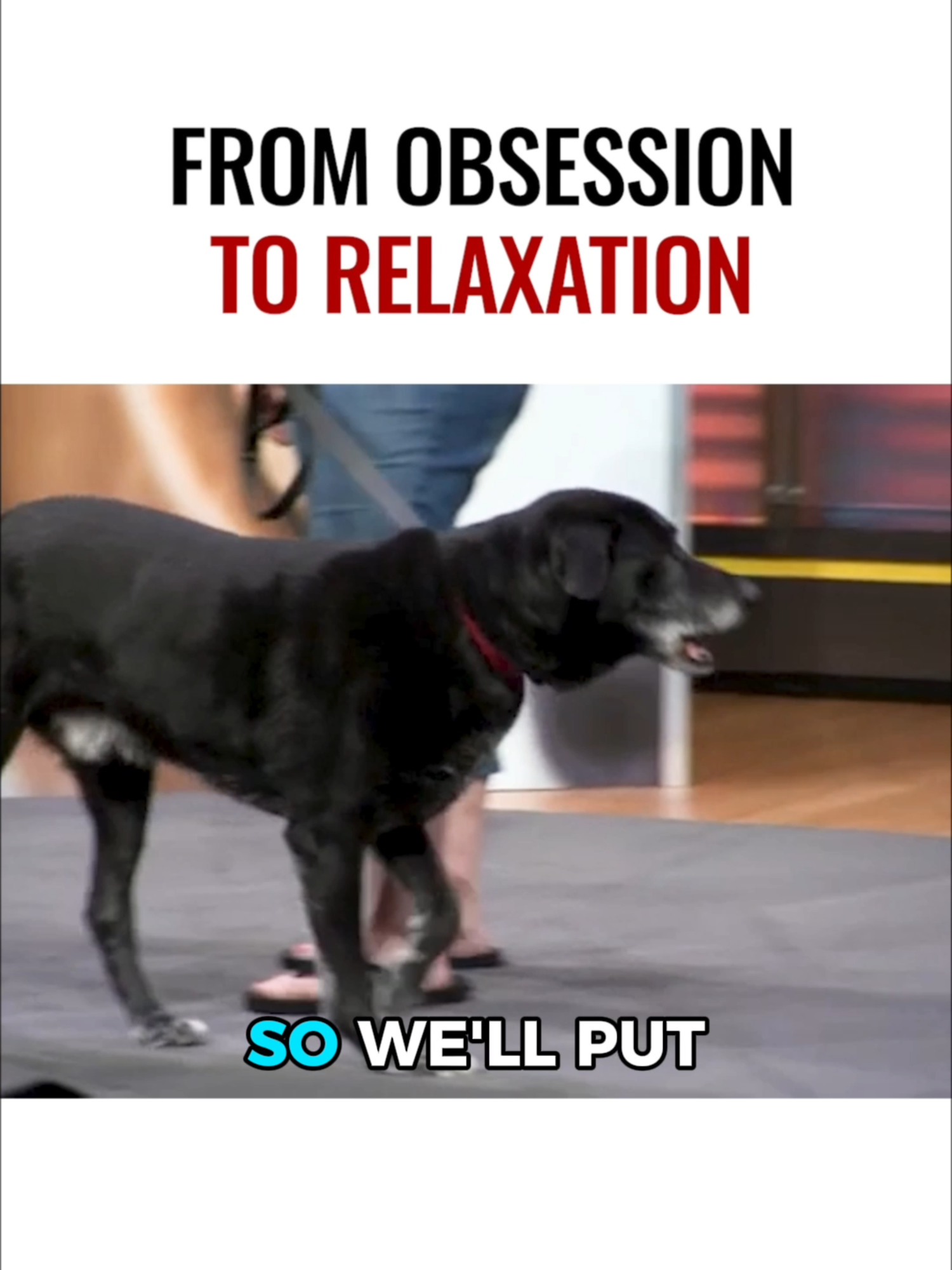 Is your dog fixated on toys to the point of harming himself? Obsession fades when you redirect their focus and set boundaries with calm energy. ¿Tu perro se obsesiona tanto con los juguetes hasta lastimarse? La obsesión desaparece cuando rediriges su atención y marcas límites con energía en calm