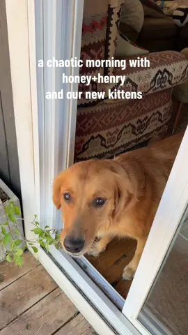 just casually drinking my coffee and trying to keep my dogs from eating the kittens 🫣🫣🫣