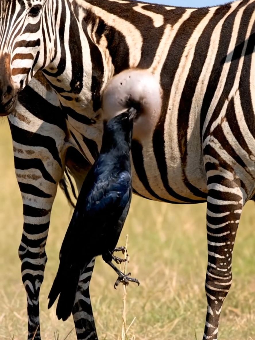 #animals #ai #fyp #fypシ #foryou 