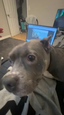 #dog #funny #fyp #dogs #pit