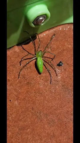 #arañaverde #animalestiktok 