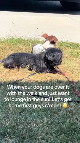 #shihtzu #chihuahua #spoiled 