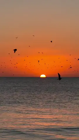 #شعر 