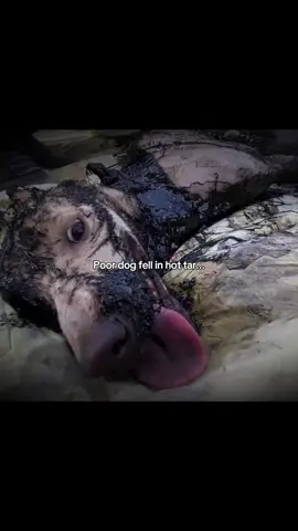 Save the beach! #nature #trash #cleaning #ocean #fyp 