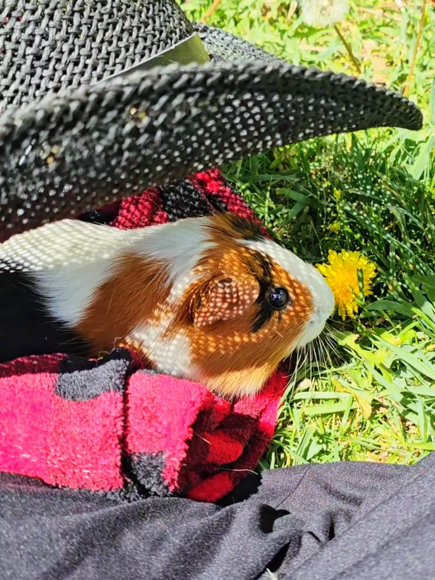 Oh Yeah Sunshine got Cutie Karen Piggy and Sweet Cain Dog 💛✨️  #cute #guineapig #CattleDog #PetsOfTikTok #dog 