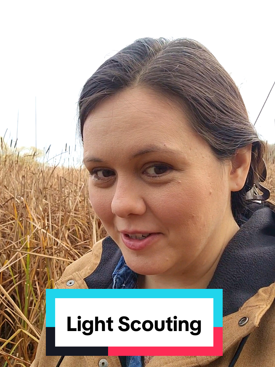 The tree I would’ve painted, if I’d only had enough light. These are things I don’t often show you because I don’t want to get your hopes up. I really wanted to show you the setting, though, so you could appreciate the view we almost painted lol. The gorgeous tree in the cattail marsh.  For now, let’s keep searching. I have a feeling that even on an overcast day like this, we’ll find something in enough light to paint an illusion. It just may not be the subject we expect! ❤️ Lisa Cornwell © Copyright Lisa Cornwell Fine Art. All of my content is protected by copyright law and cannot be reused or reposted. Thank you for respecting my work! #illusionpainter #lightscouting #bts #lisacornwellart #paintingoutdoors 