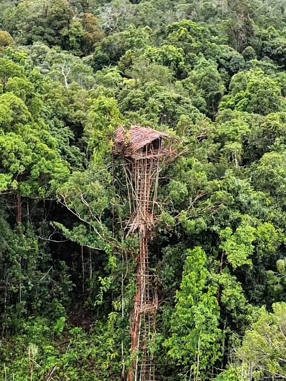 TreeHouse 🥵🌳🛖 #korowai #treehouse #scary #jungle #papua 