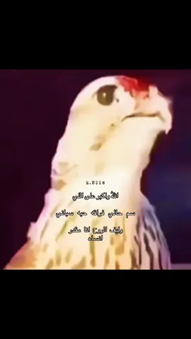 اللّٰه واكبر على اللي سم حالي فراقه حبه سباني وليف الروح انا مقدر انساه#الرويس #العتيبي     #هوجاس    #قصيد     #شعر 