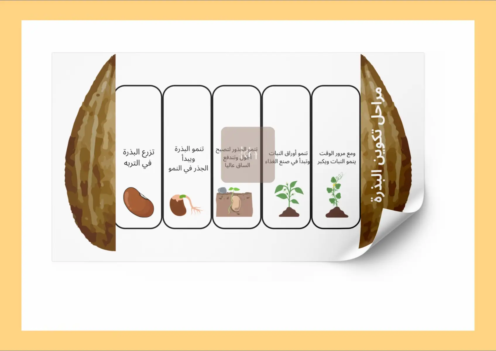 #مطوية مراحل نمو البذرة 