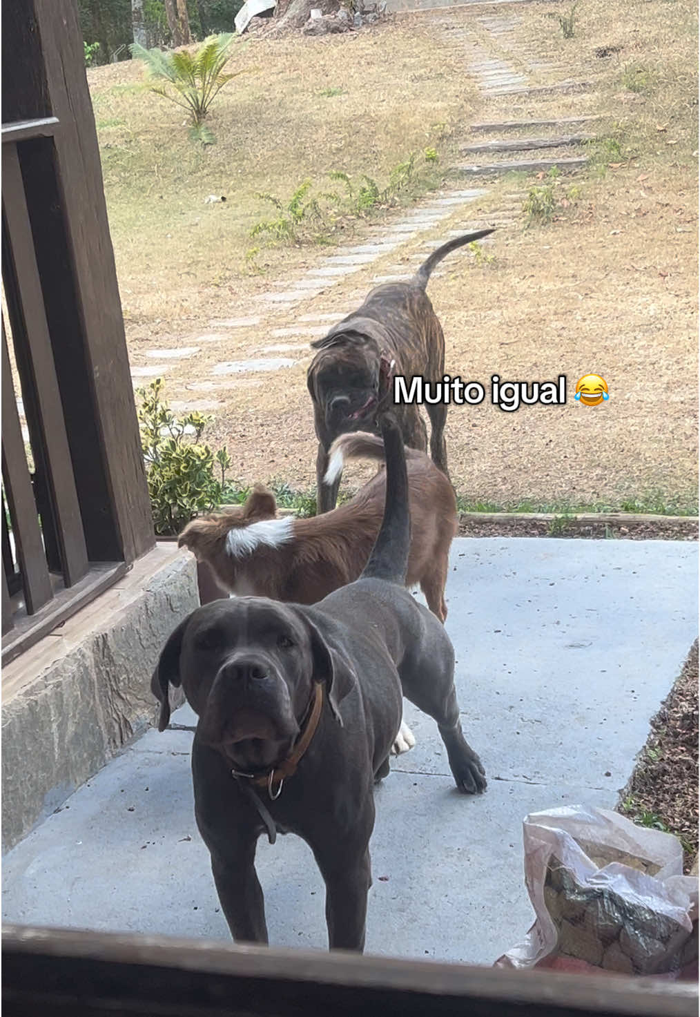 Ele convive com elas desde 2 meses, agora está com 4. Elas já tem 1 anos e meio e vieram para nós com essa idade. É muito engraçado acompanhar os 3 😂 #canecorso #bordercollie 