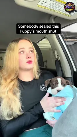 Tiffany Shares Junie's Heartwarming Transformation, Her Newfound Voice, and Their Adorable Beach Adventure with the Dog Pack!🩷#foryoupage ###fyp #viral @tiktok creators 