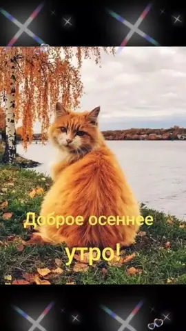 #котоутро#рыжийкот #отличногонастроения #доброеутречко 