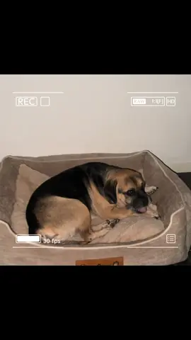 #latenightsnack #dogsoftiktok #funnytiktok #dogs #fyp 