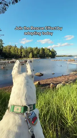 Join the Rescue Effect by adopting today! #rescueanimals #adopt #rescuedogs #adoptionjourney 
