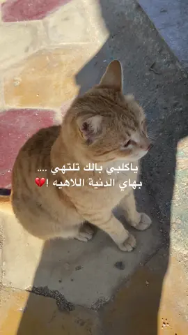 #تصويري_احترافي_الاجواء👌🏻🕊😴_تصميمي❤ #جامعة #المثنى #ترند 