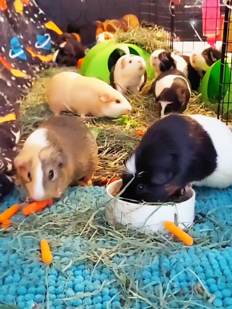 MmmBop Piglins! 💚✨️  #cute #PetsOfTikTok #guineapigs #funny #cavies 